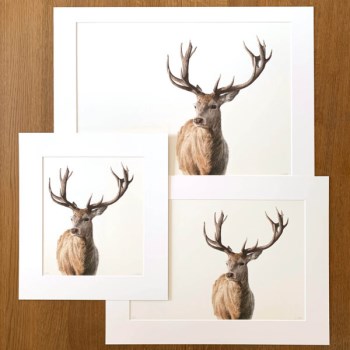 Limited Edition Golden Hour Print of a Red Stag by Mrs Joyce Draws - up to RRP £80